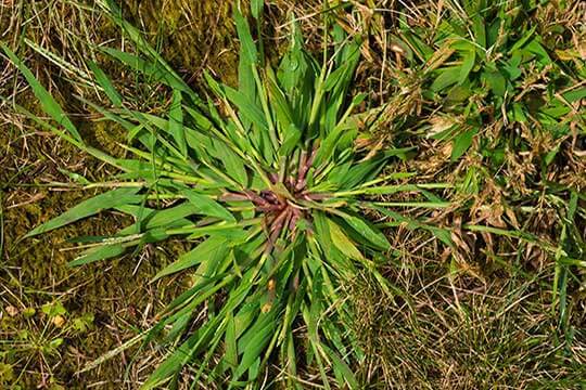 crabgrass