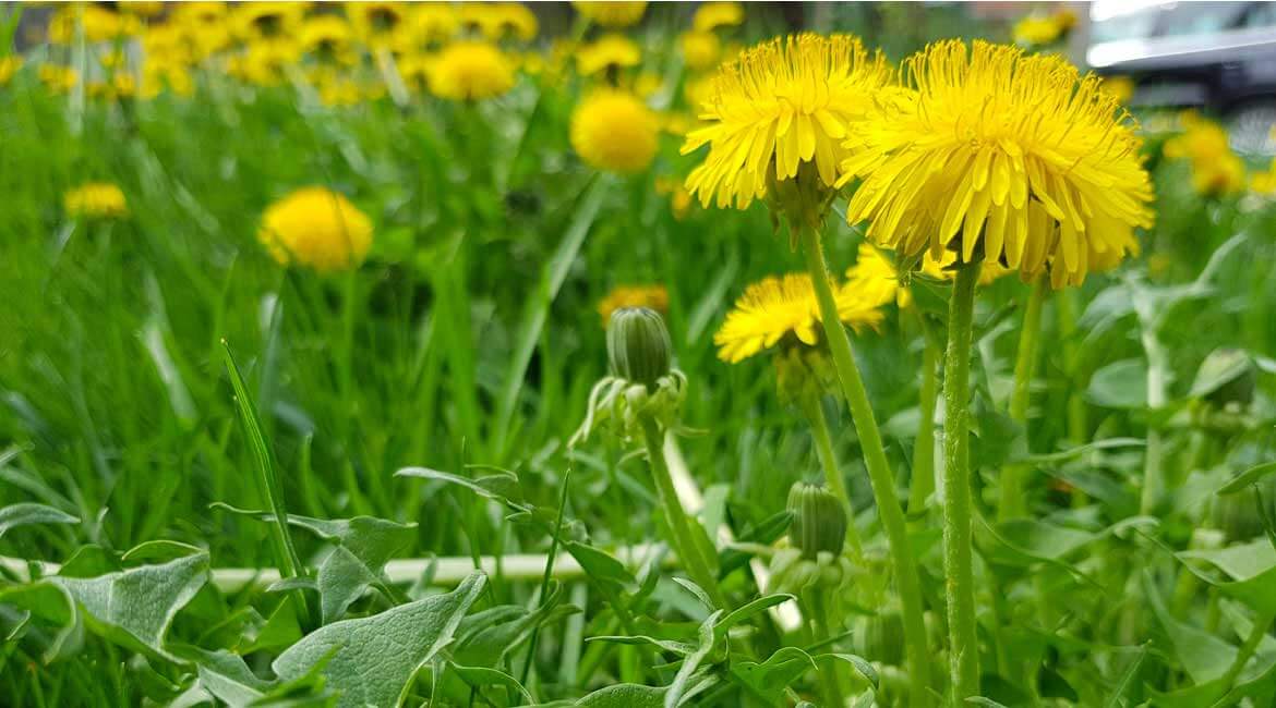 mauvaises-herbes-pas-mortes