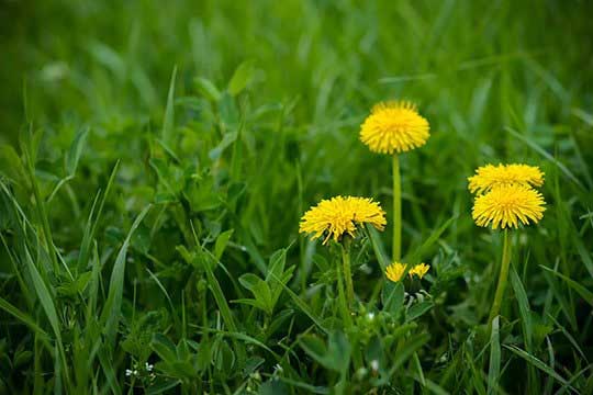 dandelion