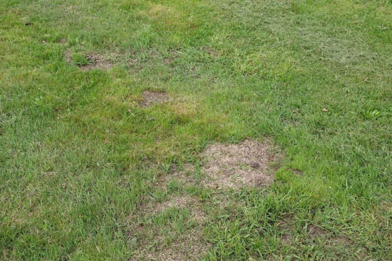 Comment réparer les plaques de gazon mort?