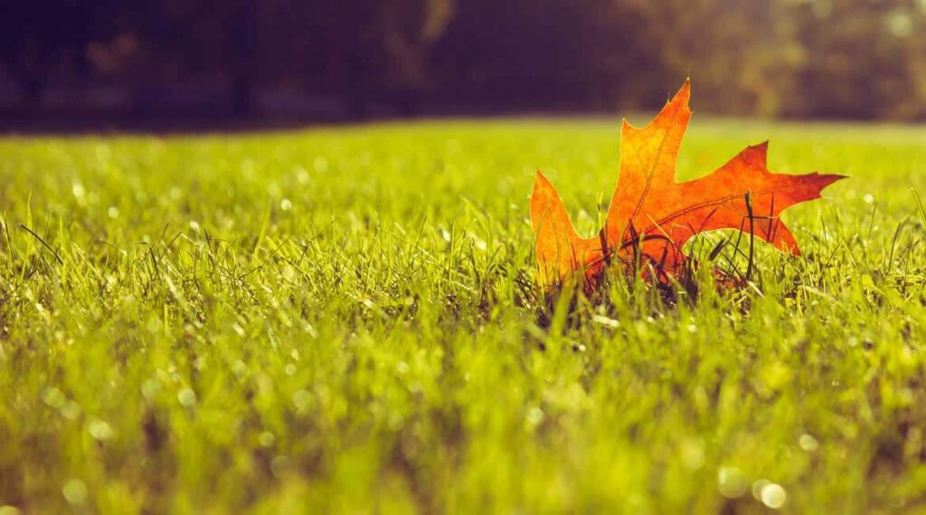 why-fertilize-lawn-autumn