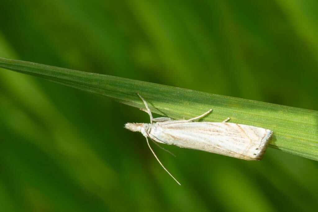 Moths in deals grass