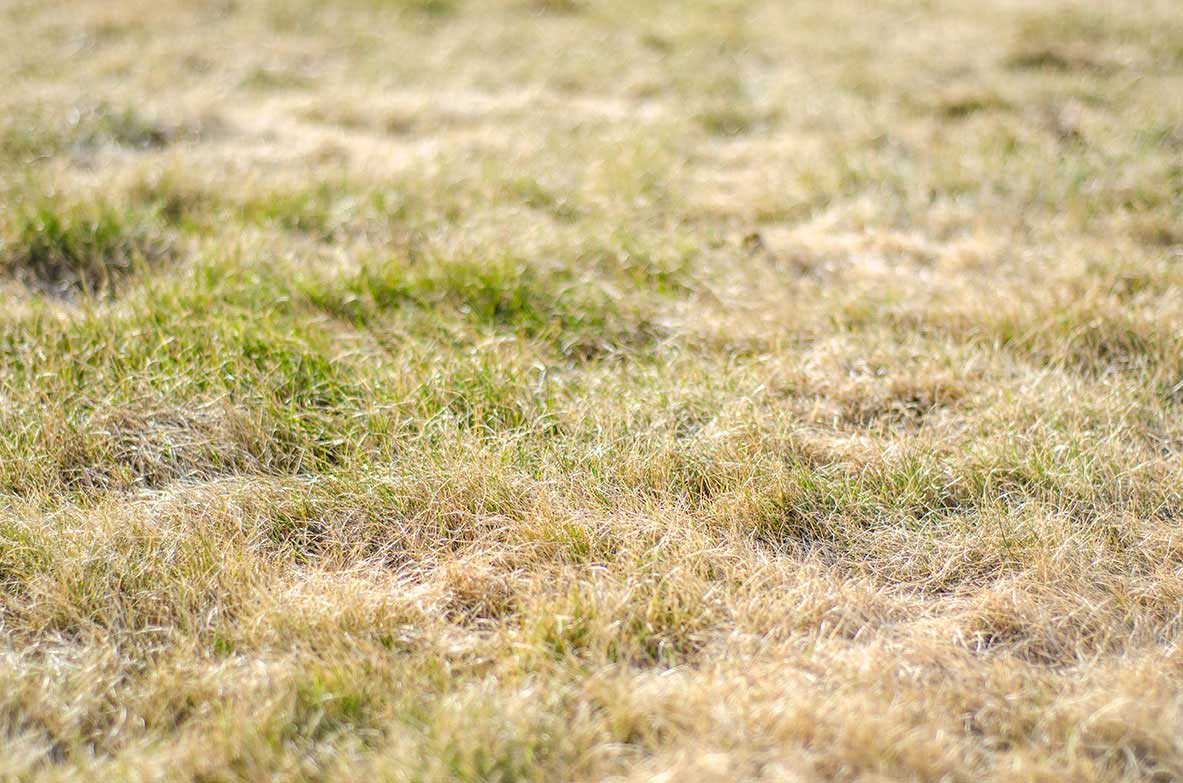 Bringing your lawn back to life after the drought