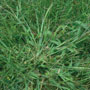 service-plus-crabgrass-management