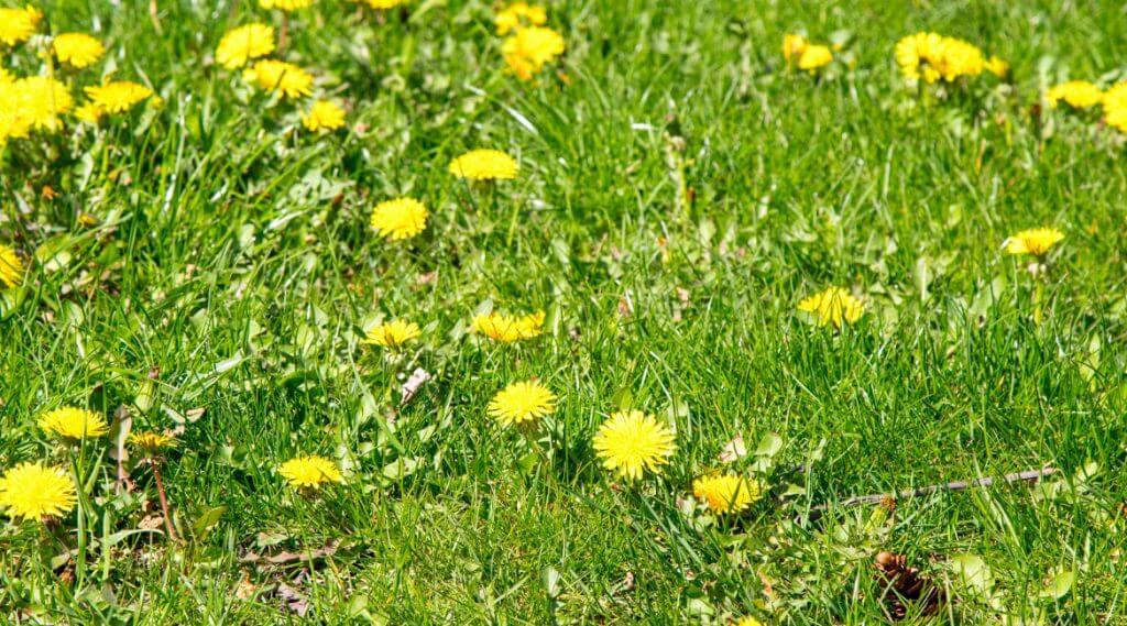 grass-dandelion