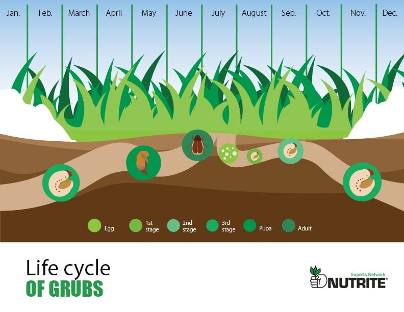 Grub Life Cycle