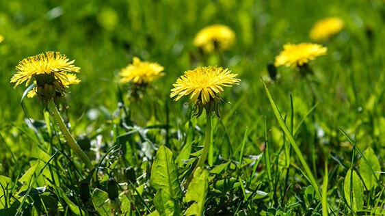 Identifier les mauvaises herbes de la pelouse pour les contrôler