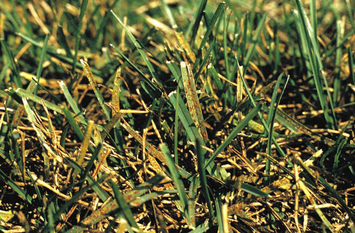 Is your lawn "turning red"? It could be rust