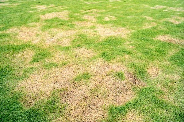 yellow patches on lawn