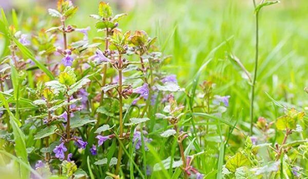 ground-ivy