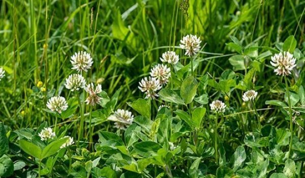 white-clover