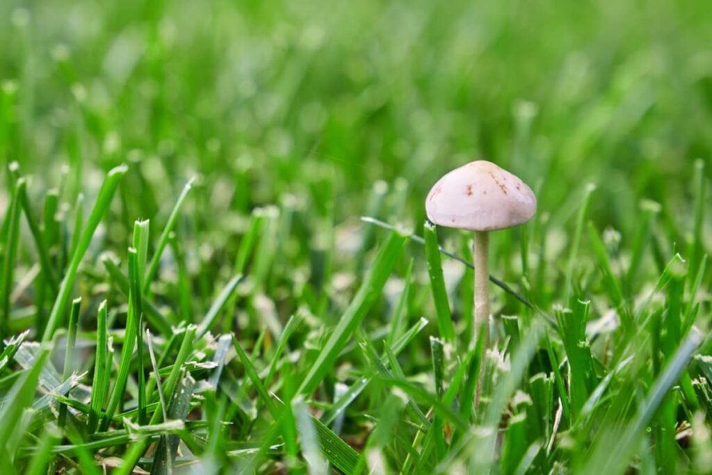 champignons-sur-pelouse