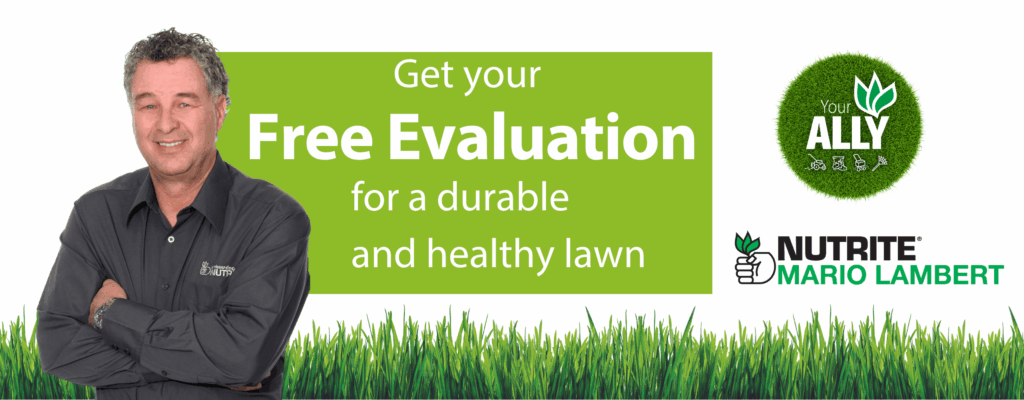 entete-mario-lambert-en-v2